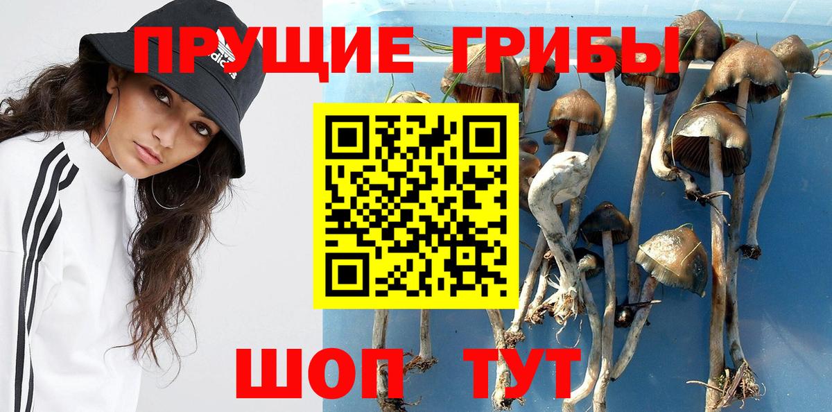 Псилоцибиновые грибы Psilocybe  Псилоцибиновые грибы Cubensis  Вход с VPN  Гай 